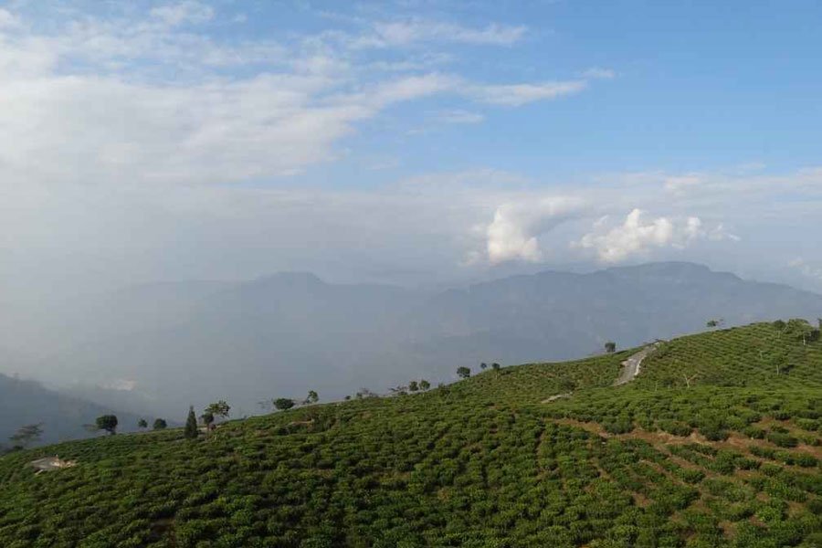 Bara Mangwa & Chota Mangwa
