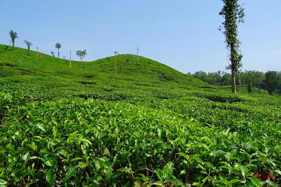 Dilaram